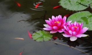 睡莲根块的种植方法 睡莲根块的种植方法和注意事项