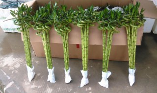 转运竹的养殖方法和注意事项（水培转运竹的养殖方法和注意事项）