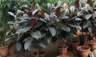 橡皮树养殖方法和注意事项（橡皮树养殖方法和注意事项有哪些）