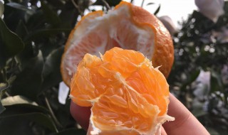 沃柑种植技术与管理方法 沃柑种植技术与管理方法全集视频