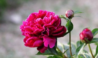 芍药养殖方法和注意事项 芍药的养殖方法