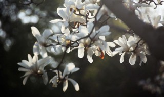 白玉兰的养殖方法和注意事项 白玉兰怎么养