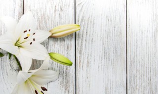 香水百合的种植方法和注意事项（香水百合的种植方法和注意事项图片）