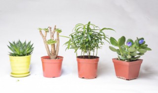 龙船花冬天的养殖方法和注意事项 龙船花秋冬季养殖方法和注意事项