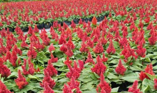 鸡冠花种植时间和方法 鸡冠花什么时候移栽最好