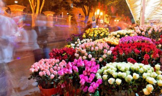 为什么花浇太多水会枯萎 花要是枯萎了浇太多水都是多余的