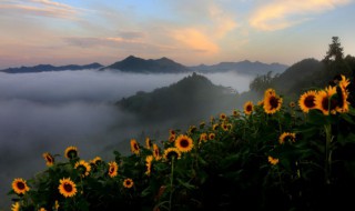 向日葵在古代的雅称（向日葵古称什么）