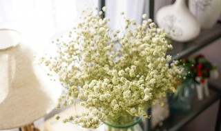 满天星干花和鲜花区别（满天星是干花好看还是鲜花好看）