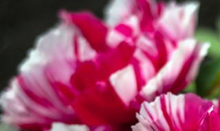 盆栽牡丹叶子突然枯萎怎么办 盆栽牡丹花叶子蔫了怎么办