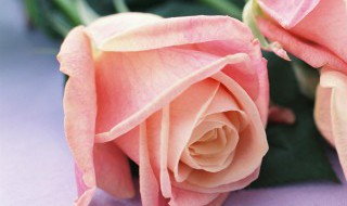 玫瑰花怎样修剪 玫瑰花怎样修剪插瓶?