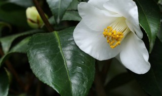 盆栽山茶花怎么修剪 山茶花如何修剪