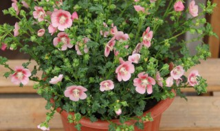 盆栽木槿花怎样修剪（木槿花的养护与修剪方法）