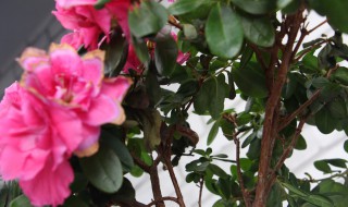 杜鹃花为什么会枯萎掉叶 杜鹃花的叶子枯萎掉是什么原因