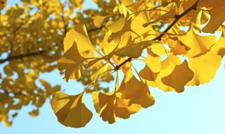 梦见树叶黄了落了 梦见树叶黄了落了一地特别高兴
