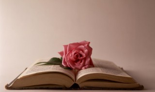 盆栽玫瑰的养护（怎样养护玫瑰盆景）