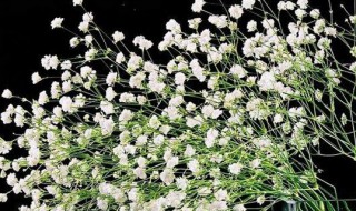 满天星可以水养吗 满天星能养水里吗