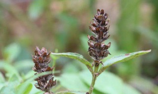 为什么夏枯草到夏天会枯萎(夏天的草会枯萎吗)