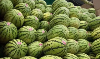 石头瓜产地在哪里 石头瓜产地在哪里的好吃