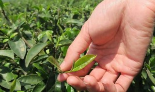 正山小种产地原产地是哪里呀 正山小种是哪里出产的