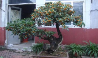 盆栽桂花树栽培技术 桂花树的栽培技术