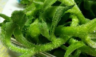 冰菜产地在中国哪里 冰菜原产于哪里