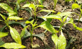 辣椒苗卷叶是什么病（辣椒幼苗卷叶是什么病）