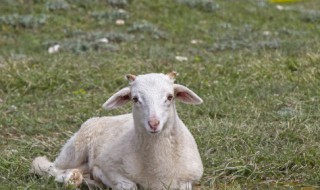 羊腰指的羊的哪个部位 羊腰长在羊的什么部位