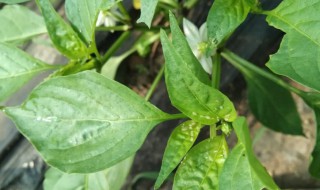 辣椒卷叶病可以自愈吗 辣椒卷叶病的防治方法