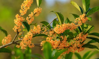 桂花树的修剪方法 桂花树的修剪方法和时期