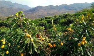 琵琶树能在北方种植结果吗 枇杷树北方能种植吗