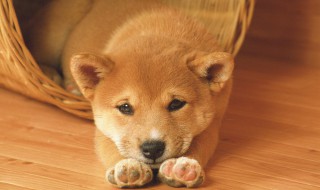 狗养殖场要注意什么（大规模养殖狗要注意什么）