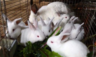 獭兔养殖注意事项有哪些 獭兔怎么养殖