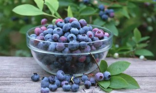 蓝莓鲜果如何保存呢 鲜蓝莓的保存方法