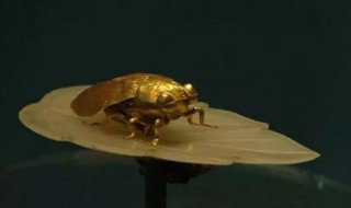 金蝉的寓意是什么（金蝉的寓意是什么意思）