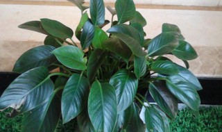 金钻的寓意是什么（钻石的寓意是什么）