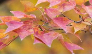 金缕梅科具有掌状裂叶的种类是（金缕梅科具有掌状裂叶的种类是什么）