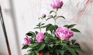 芍药花在家能养吗（芍药花能在家里养吗）