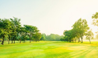 在什么树上可以嫁接美国红枫树芽（在什么树上可以嫁接美国红枫树芽枝）