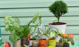 家里种什么植物风水好又旺财 庭院种什么植物风水好又旺财