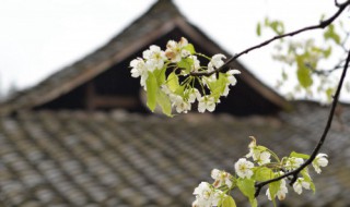 清明节习俗简短 清明节有什么风俗