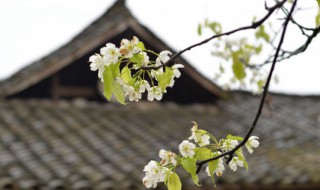 有关清明节习俗的古诗（清明节的风俗古诗）