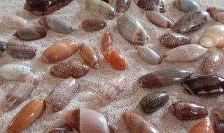 贝壳螺丝的硬壳属于什么垃圾 螺蛳壳属于哪类垃圾