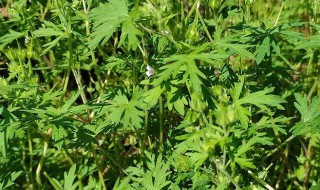 艾叶苦吗 新鲜艾叶苦吗