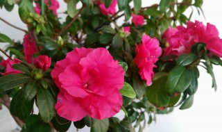 杜鹃花叶子干枯一碰就掉 杜鹃花叶子干枯一碰就掉怎么补救