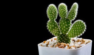 仙人球品种怎么区分（普通的仙人球常见的品种）