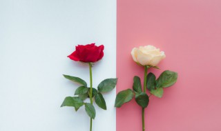 33朵白玫瑰花语 34朵白玫瑰花语是什么