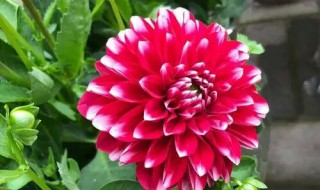 小丽花和大丽花的区别 矮大丽花和大丽花区别