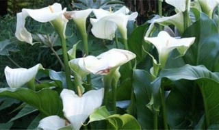 马蹄莲插花怎么养 马蹄莲搭配什么插花