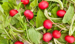樱桃萝卜有哪些高产种植技巧 樱桃萝卜种植深度