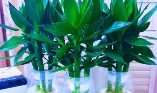 水培莲花竹怎么养 水培莲花竹怎么养为什么会黄叶子